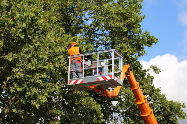 Best Root Management and Removal  in Pinardville, NH