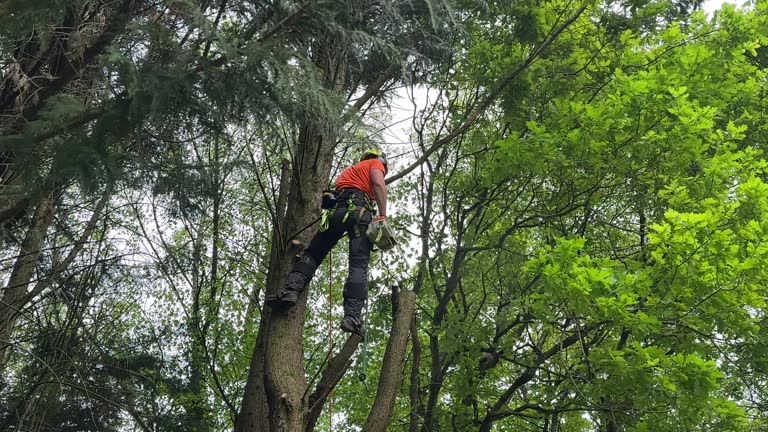 Best Stump Grinding and Removal  in Pinardville, NH