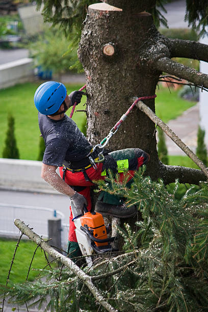 Why Choose Our Tree Removal Services in Pinardville, NH?