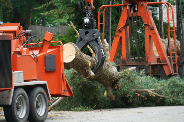 Best Hazardous Tree Removal  in Pinardville, NH