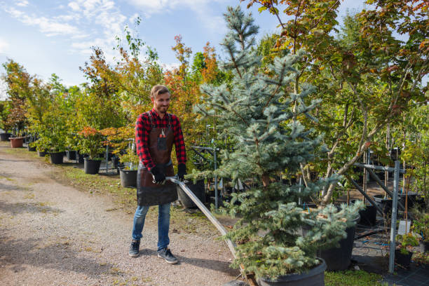 Best Arborist Consultation Services  in Pinardville, NH