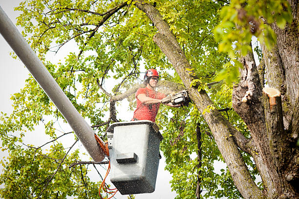 Best Tree Trimming and Pruning  in Pinardville, NH